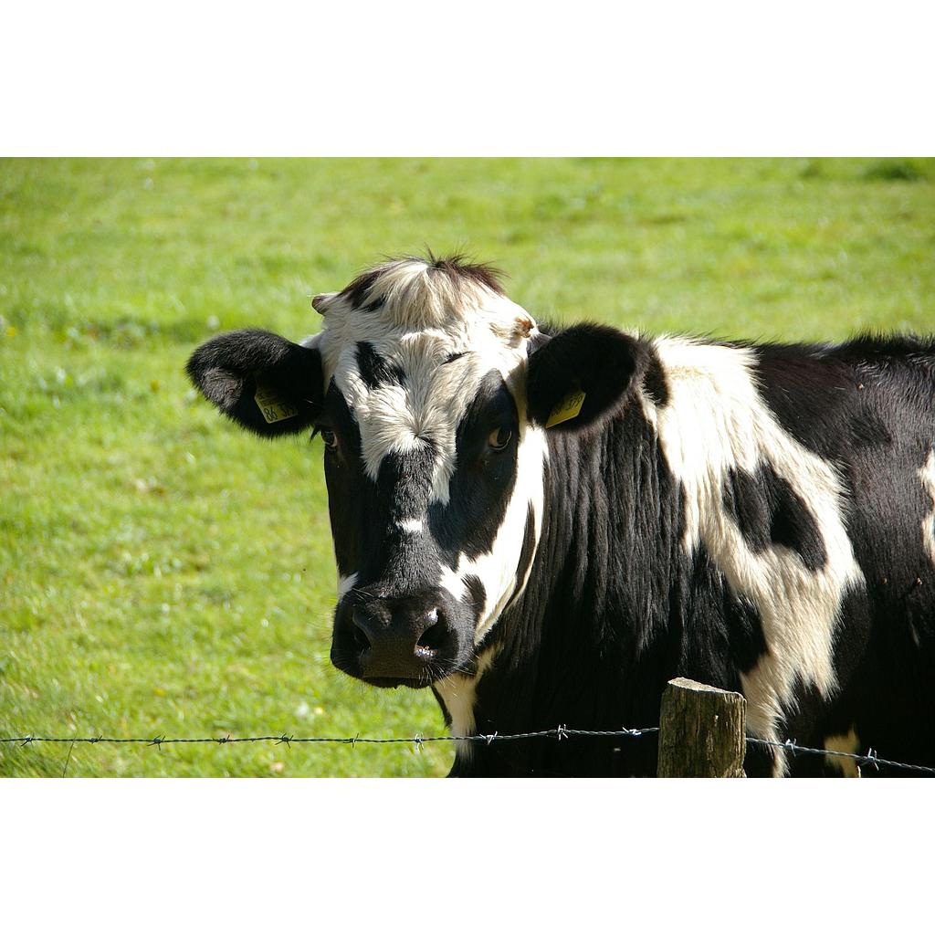 Fertibeef